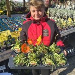 Mak islandský (Papaver nudicaule) ´GARTENZWERG´ - kont.P12